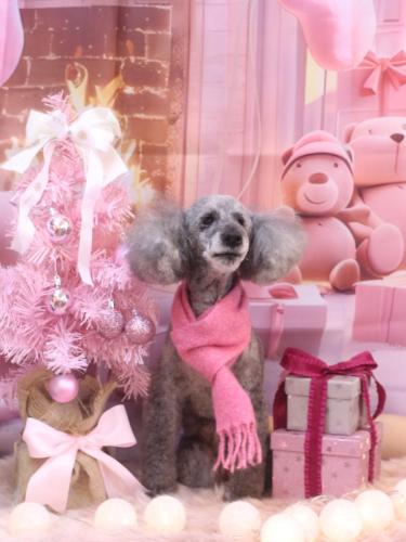 20241222さくらちゃん